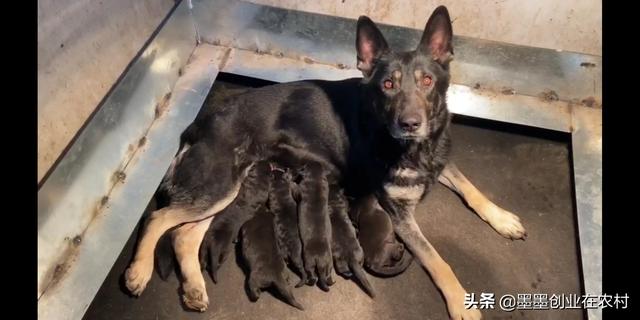 辽宁杜高犬舍:杜高猎犬哪有卖？价格多少？