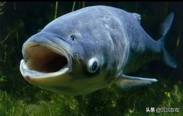 头条问答 - 鳙鱼(又叫胖头,大头鱼)和普通麻鲢有什么区别?(14个回答)