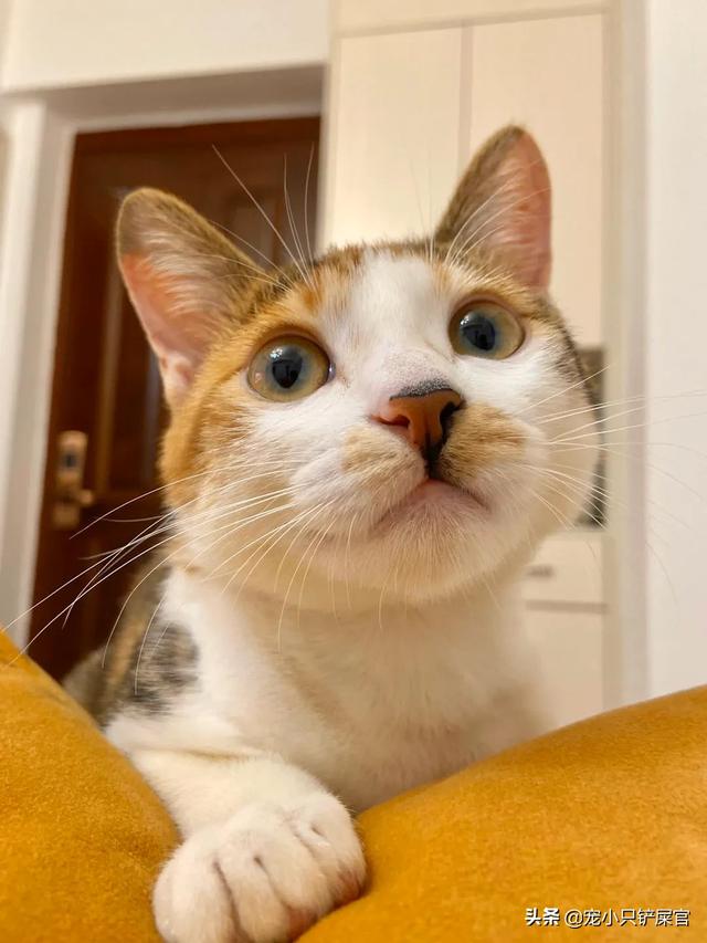 被家猫咬了:小孩被家猫咬到手需要打疫苗吗？
