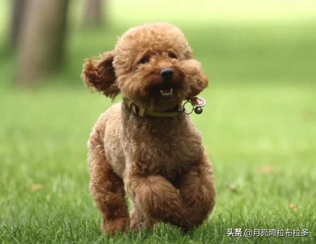 泰迪为什么会髌骨脱位:宠主的哪些行为会让泰迪犬寿命减短呢？