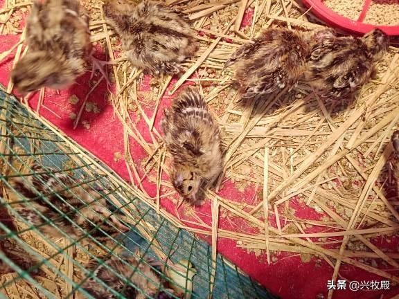脑脊髓炎:脑脊髓炎怎么治疗 小鸡头只会且一直扭朝一个方向，什么病？