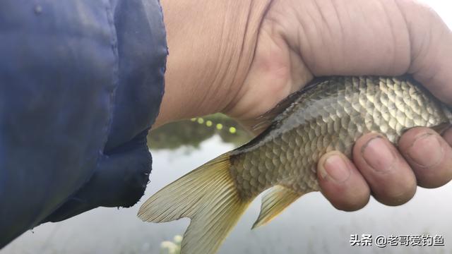 冰钓黄金鲫鱼:11月份，野外水面钓大鲫鱼，怎样选择钓位和窝料？