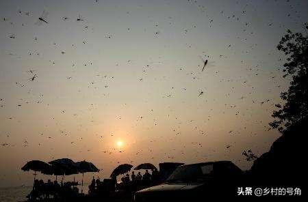 蜻蜓飞过村庄，小时候夏天农村的傍晚，到处都是飞舞的蜻蜓，现在为什么没了呢