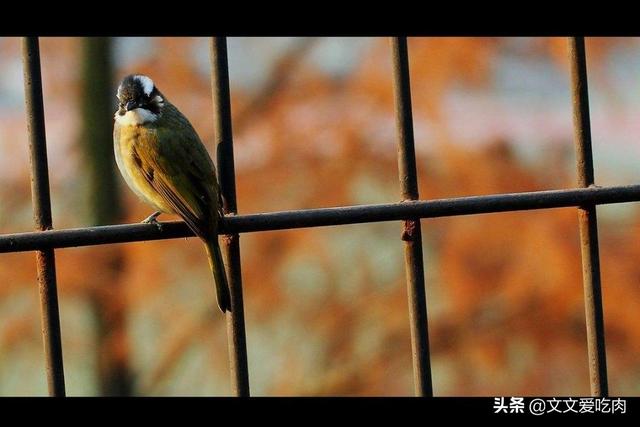 青鸟论坛八哥鸟:八哥鸟的放养与盘飞技巧？