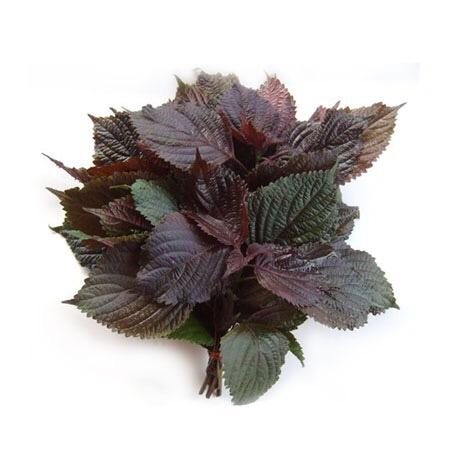 头条问答 - 怎么区分紫苏和苋菜?(4个回答)