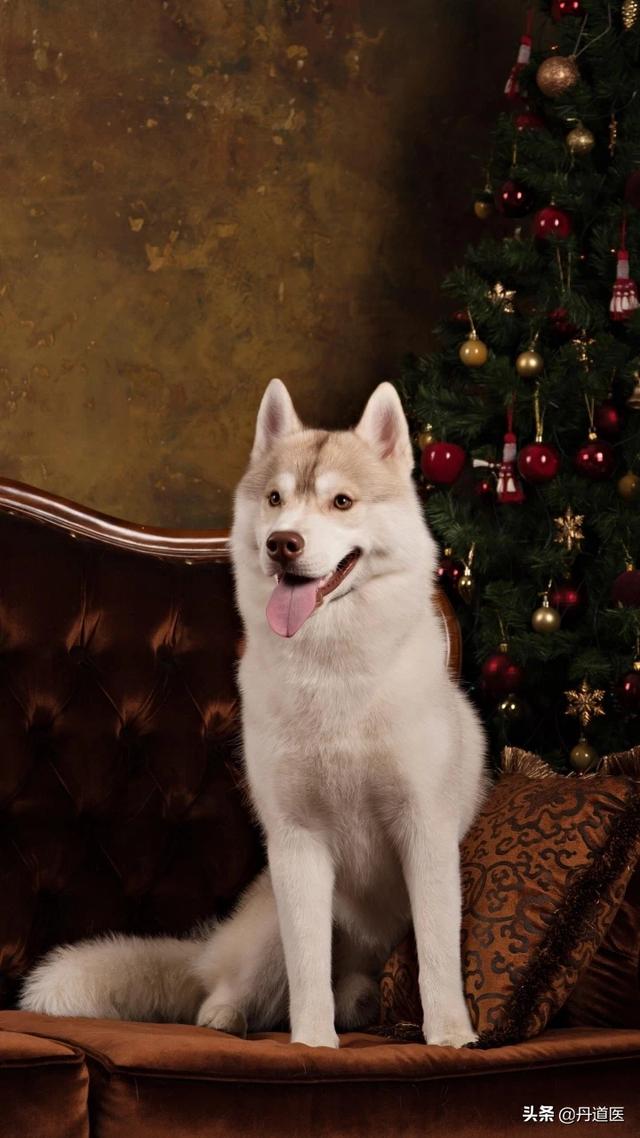 狗狗打针:带猫猫狗狗去打针，它们也会疼得发出猪叫吗？