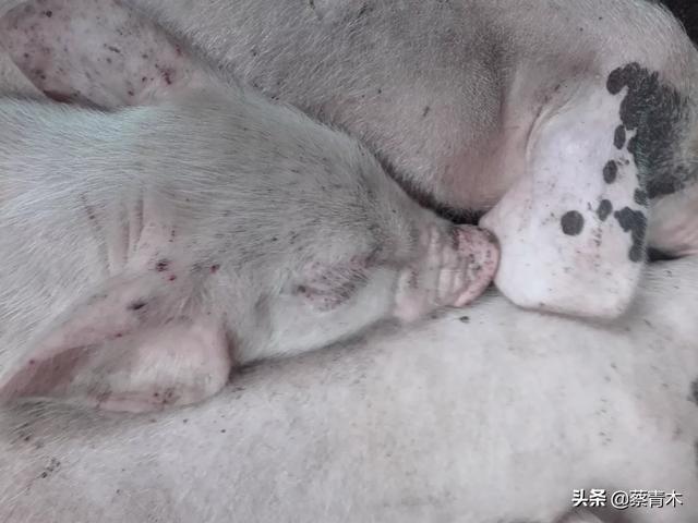 百度一下猪的正常体温是多少度:100多斤的猪正常体温多少度 母猪发热40度不退烧怎么办？