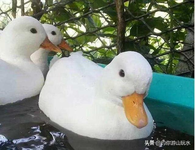 王珞丹领养瓢哥:王珞丹连发两条“找鸭”微博冲上热搜，关于这件事你怎么看