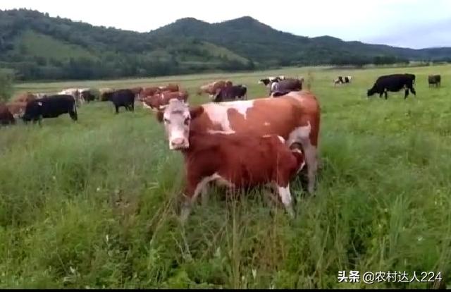 狗茎进入子宫淑.女韩.片:小蓟是什么植物，可以作野菜吃吗？