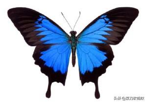 蜂鸟鹰蛾蛹:同样是毛毛虫，为什么有的是蝴蝶有的是蛾？