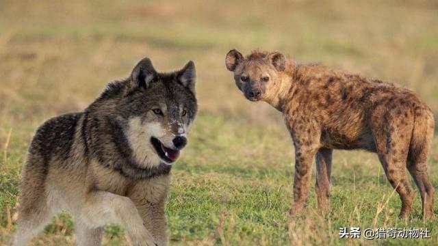 豺狗和鬣狗有什么区别，鬣狗明明叫狗，长得也像狗，为什么不是犬科