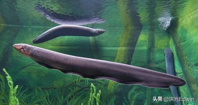 水蚺吞巨型凯门鳄:巴拉圭凯门鳄大战黄水蚺 为什么有人说亚马逊雨林是人类禁区？到底有多恐怖？