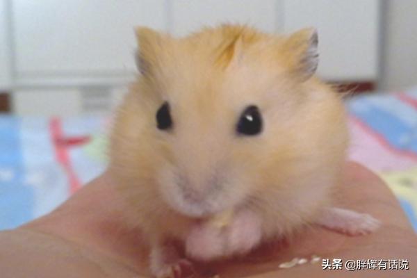 奶茶仓鼠怎么样:仓鼠到底养哪种？你想好了吗？