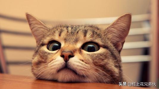 猫发出咕噜咕噜的声音是什么意思_百度知道:刚接回家的猫咪一直发出咕噜咕噜的声音，为什么，它是在干什么？