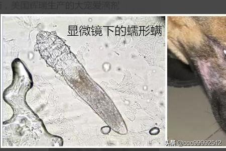 伍德氏灯:伍德氏灯可以照人的皮肤吗 怎么寻找室内猫尿臊味的来源？