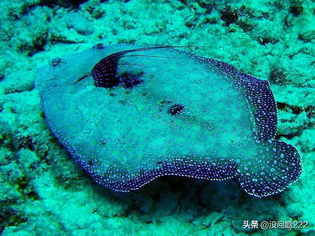 成年黑白关刀海水鱼:大家有没有觉得神像鱼长得很美？