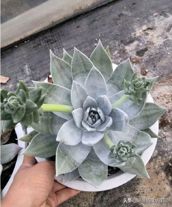 头条问答 多肉植物雪山是大型种吗 适合用什么配比的颗粒土 什么样的盆 村口的阿茂的回答 0赞