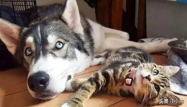 蹭课猫:养猫又养狗，狗会刨猫粑粑吃怎么办？