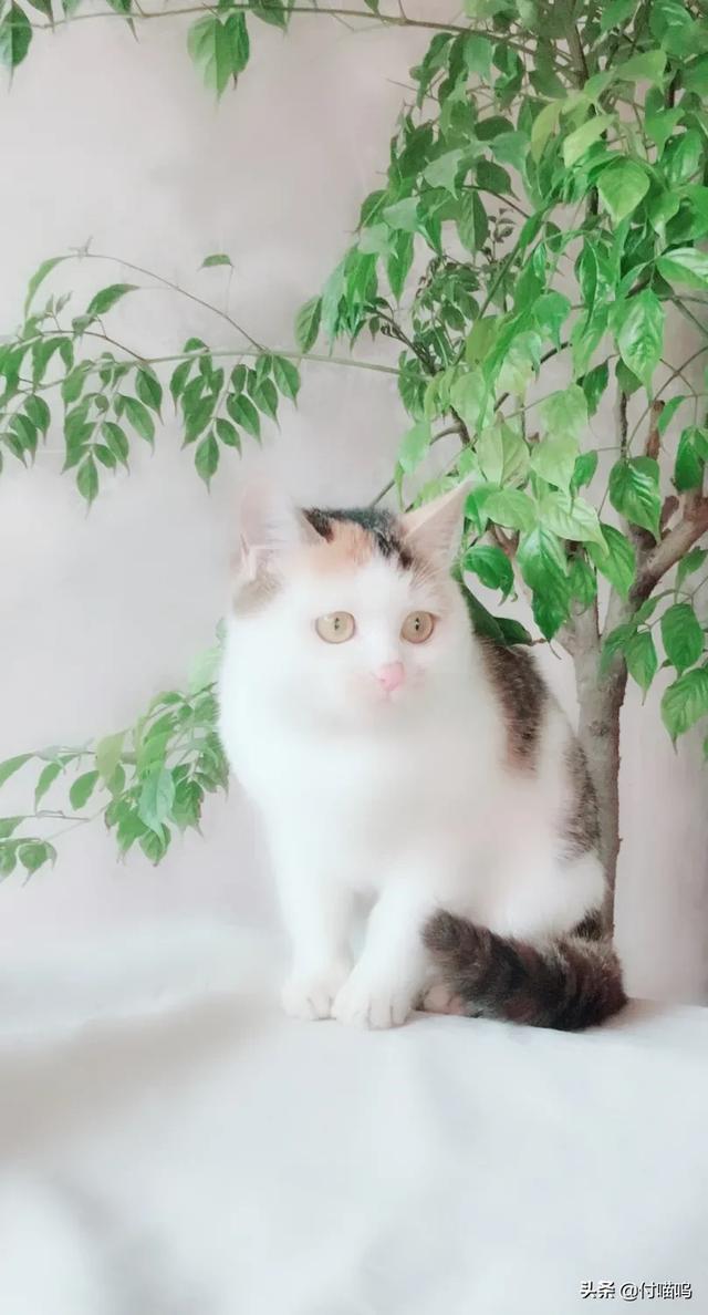 素力高金装跟普装的:三花猫很瘦，吃什么猫粮比较好？