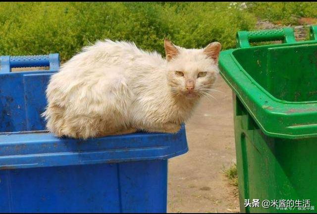 猫传腹:猫传腹已不再是不治之症，放弃还是坚持？