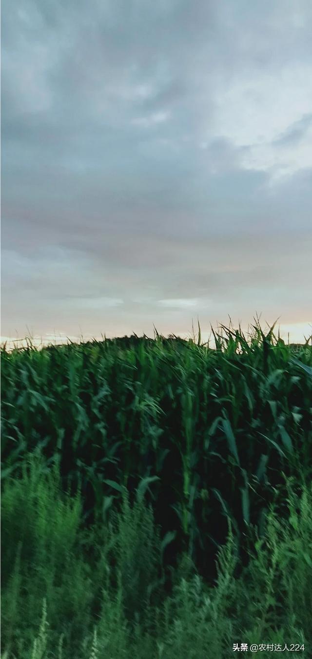 筐蛇尾值钱吗:地摊上的假古玩，到底是哪来的？
