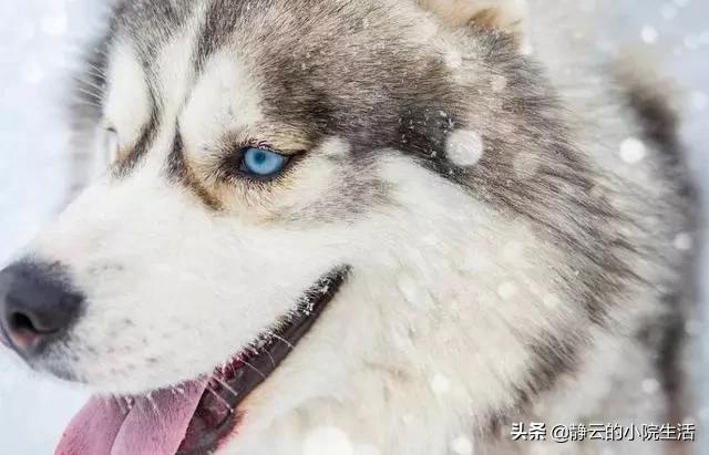 澳洲野犬分布在中国:小时村子周围狼很多，下午就不敢到地里去，现在为什么见不到了？