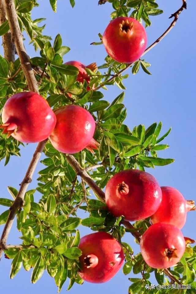 头条问答 - 怎样种石榴树?(77个回答)