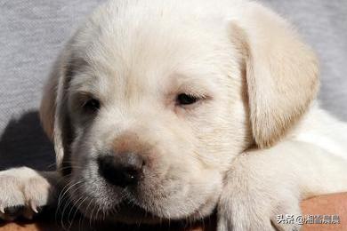 拉不拉多犬幼犬:拉布拉多幼犬吃什么，能吃肉吗？ 拉布拉多犬幼犬