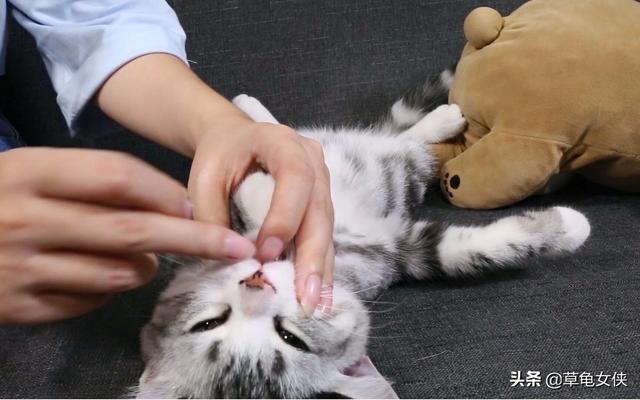 庆大霉素的副作用:喂鱼的庆大霉素可以喂猫吗？怎么喂？