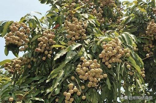 刘纯燕女儿:作为一名广东人，自己小孩已经不会说粤语了，为什么