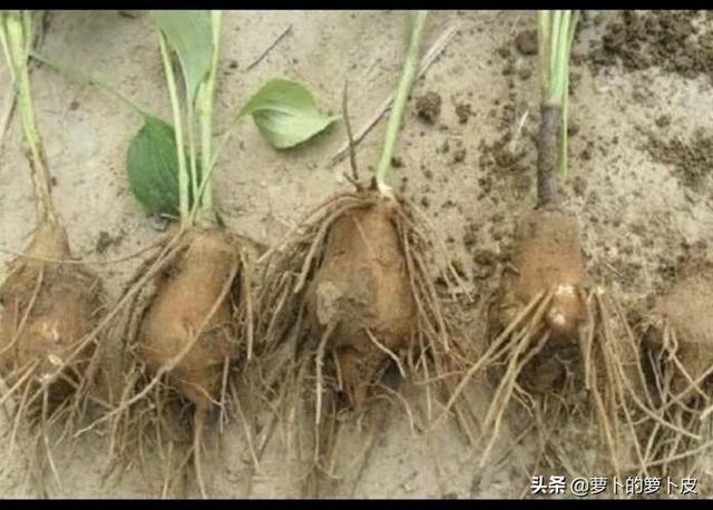 白术怎样种植？