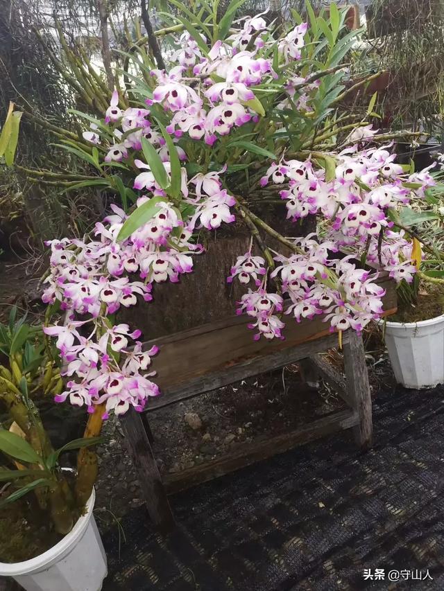 石斛图片,石斛的种类包括哪些？作用各有何不同？