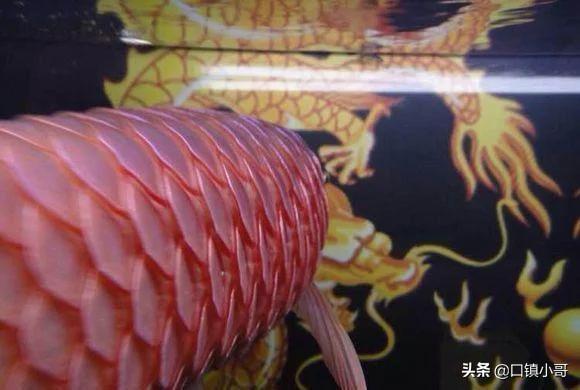 龙鱼炸鳞怎么治疗用什么药:用药后鱼炸鳞，擦缸是什么原因？