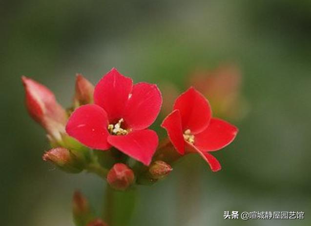 大叶红色单瓣长寿花对光照的要求很严格吗，注意什么？