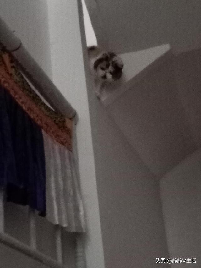猫猫:猫咪会被人吓坏吗？猫咪受到惊吓后有什么办法可以安抚？