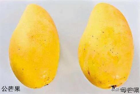 长芒杜英果实结构:吉禄芒、海顿芒、凯特芒这三种芒果有什么区别？