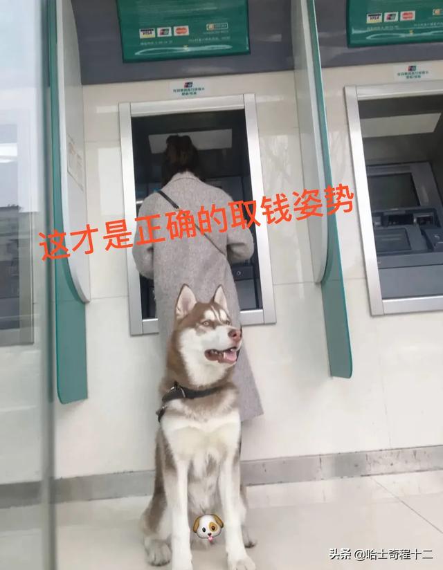 呆萌二货哈士奇:二哈那么傻，怎么还会有那么多人养？