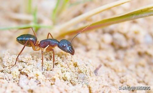 头条问答 - 农村俗语:"宁做蚂蚁腿,不做麻雀嘴"是什么意思?道理何在?