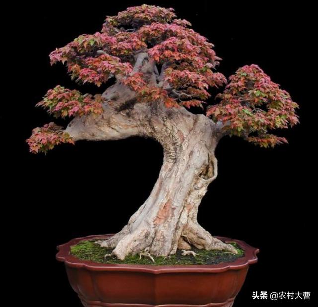 头条问答 - 五公分五角枫夏天移植怎么增加成活率?(13个回答)