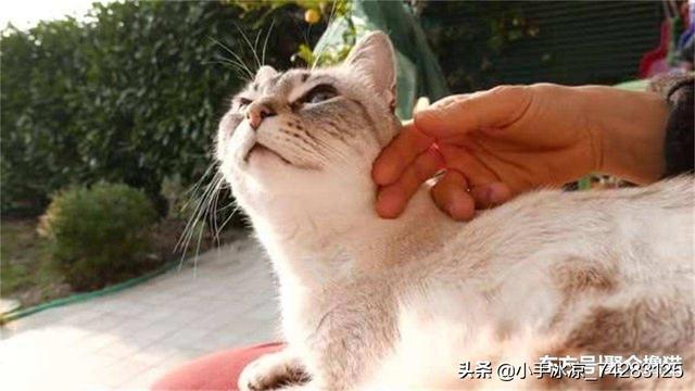 猫咪被当公主养:怎么说服父母再养一只猫？