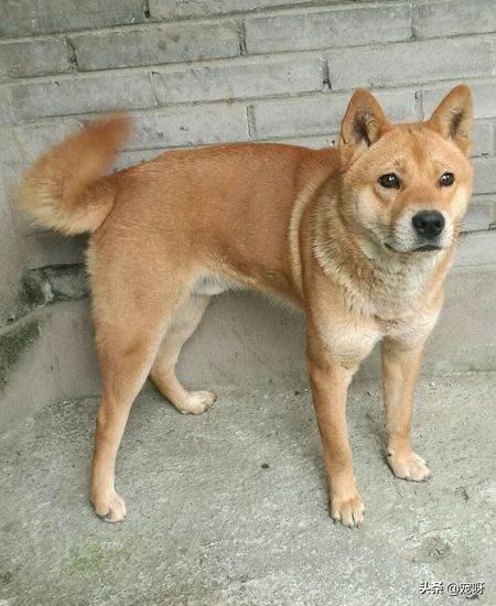 谁才是家庭最好的护卫犬:想买条大型犬，看家护院的，有没有人推荐的？
