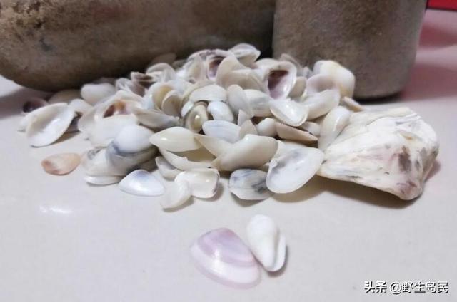 寄居蟹图片:寄居蟹图片 简笔画 怎么处理烘干海沙中的贝壳？