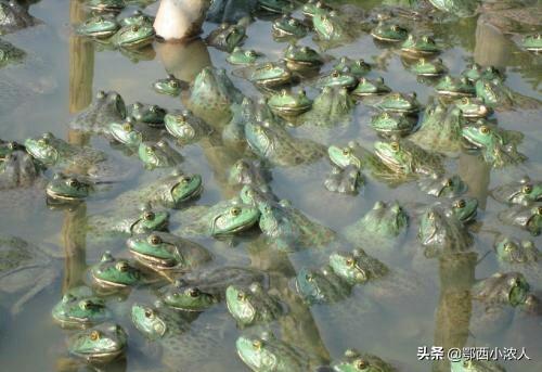 牛蛙养殖技术规范:牛蛙养殖技术视频 如何集约化养殖牛蛙？有何特点？
