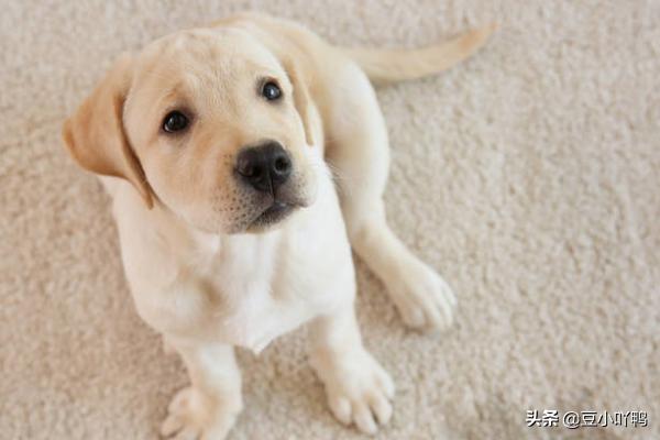 罗威纳幼犬到家:新买回家的狗狗需要注意什么？
