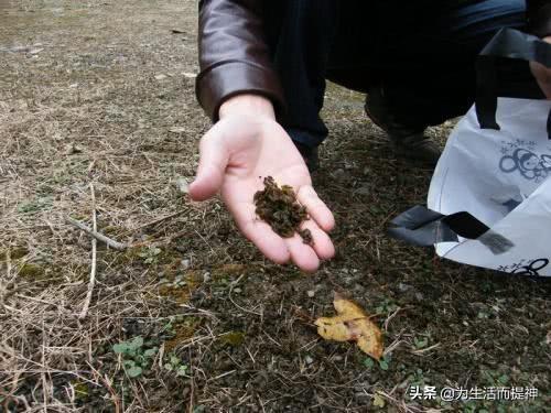 农村地里的曲麻菜好吃吗，你吃过哪些野生菜，你觉得最好吃的是哪种野生菜