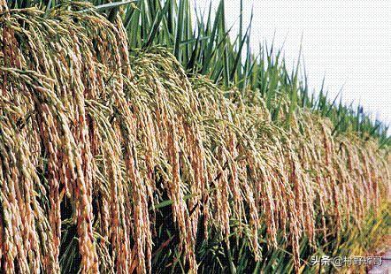 在农村一亩水稻能收多少斤稻谷？