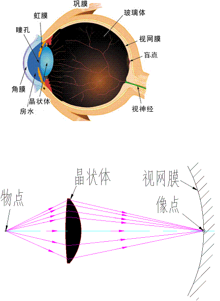 黑眼睛看世界书评:人为什么闭上眼睛看到的不是眼皮，而是直接灰蒙蒙的一片？