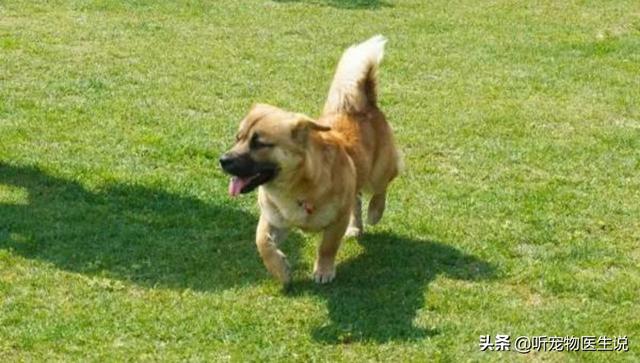 2020狗消化系统常见疾病:宠物医院哪种犬病比较常见？