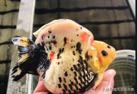 贝蒂寄生虫和鱼虱:被贝蒂虫寄生的鱼 鱼缸里陶沙下的寄生虫如何清除？
