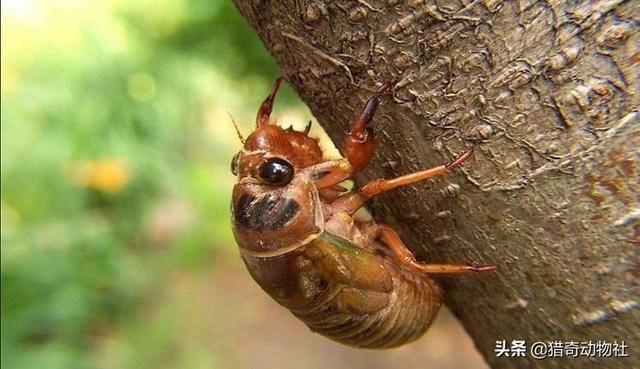 蝈蝈图片:蝈蝈图片大全大图 蝉不叫、苍蝇也少了好多，这个夏天怎么了？